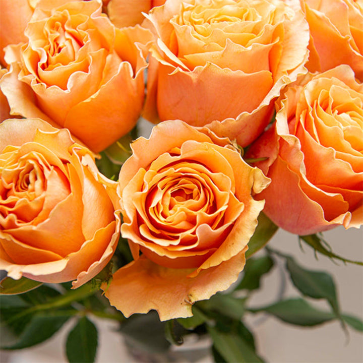 Red roses from Black Tulip, 10-stem flower bouquet, fresh and vibrant, perfect for gifting or decoration.