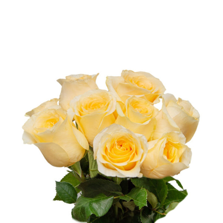 Bouquet of 10 Creme de la Creme roses by Vegpro Kenya, fresh flower stems with delicate pink petals, perfect for gifting or decoration.