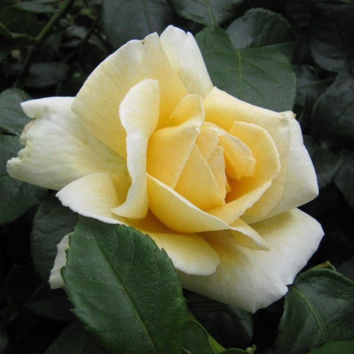 Cream-colored roses from Vegpro Kenya, 10-stem bouquet, fresh flower arrangement with lush blooms and green foliage.