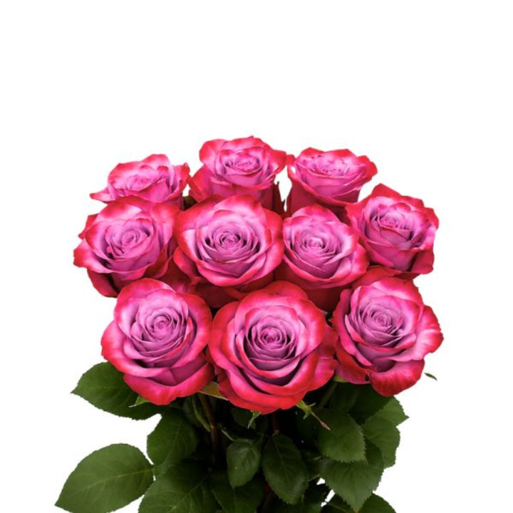 Deep purple roses from SQ Flora Kenya, 10 stems of fresh flower blooms, showcasing vibrant, lush purple petals.