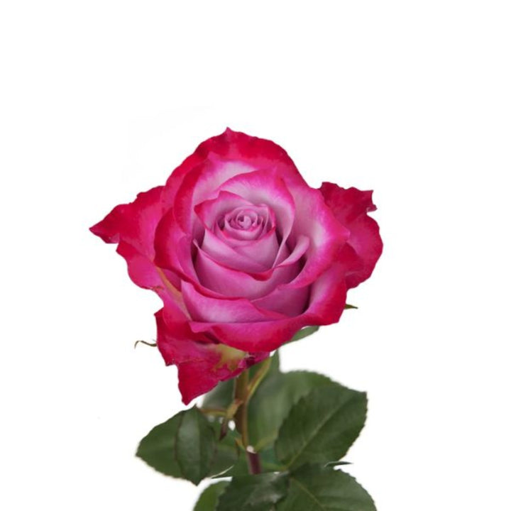 Deep purple roses from SQ Flora Kenya, 10-stem bouquet, showcasing vibrant, fresh flower blooms with lush green leaves.