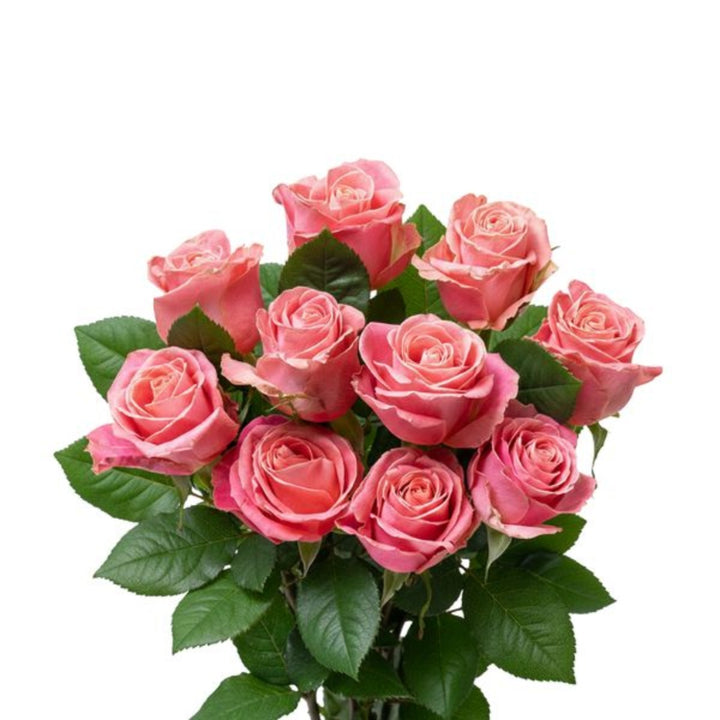 Pink roses from Bella Rose, 10 stems, arranged in a bouquet, with lush green leaves and soft petals.