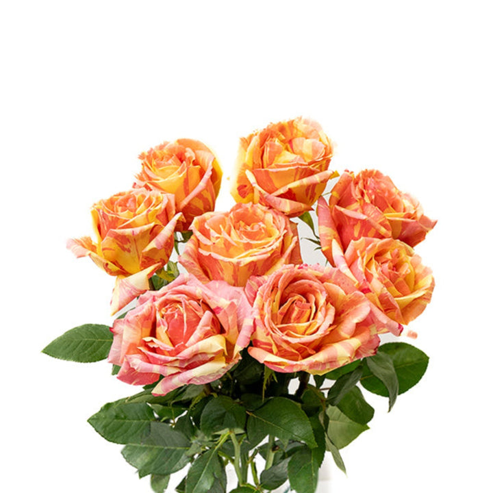 Bright pink jumbo roses from Vegpro Kenya arranged in a bouquet, showcasing vibrant blooms and lush green leaves.