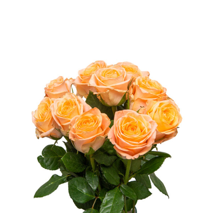 Bouquet of 10 Mayfair Peach roses from SQ Flora Kenya, showing peach-colored flower stems with lush green leaves.