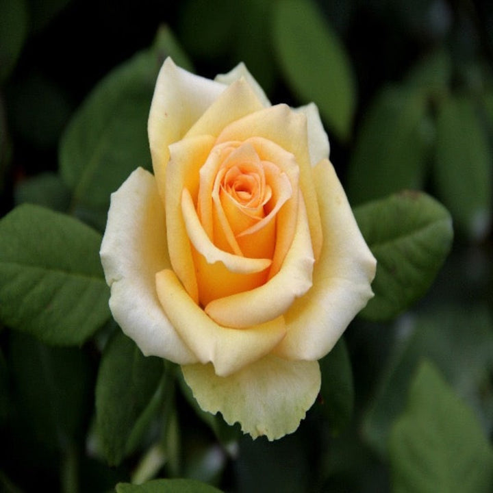 Bouquet of 10 Mayfair Peach roses by SQ Flora Kenya, fresh flower stems with peach-colored blossoms.