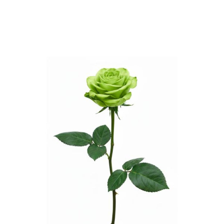 Single green-tinted rose stem from Black Tulip, ideal for National Day floral displays, showcasing vibrant petals and lush greenery.