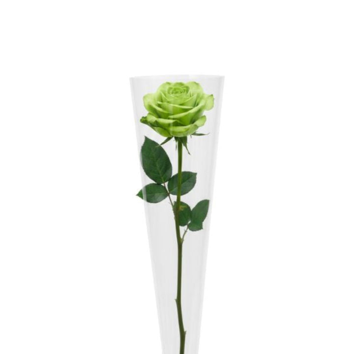 Single green-tinted rose flower from Black Tulip, ideal for National Day celebrations, shown in the resized image.