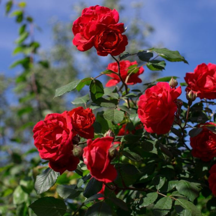Red rose petals in a 0.1 kg pack from Fresh Flowers Kenya, showcasing vibrant, fresh flower petals for decoration or arrangements.