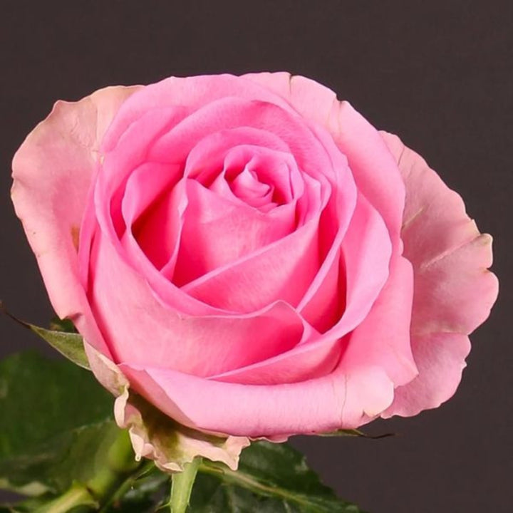Bouquet of 10 Revival Pink roses from SQ Flora Kenya, showcasing vibrant pink flower stems with lush green leaves.