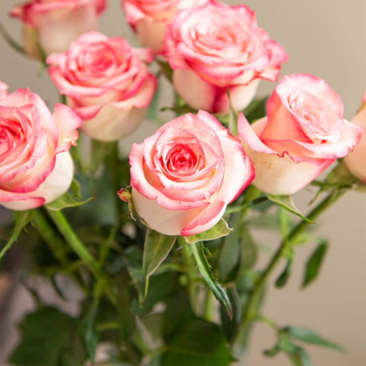 Bouquet of 10 fresh Salimia roses from SQ Flora Kenya, vibrant red flower stems arranged naturally.