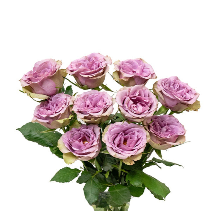 Bouquet of 10 purple roses from Samantha's Bridal by Black Tulip, showcasing vibrant blooms and lush green foliage.