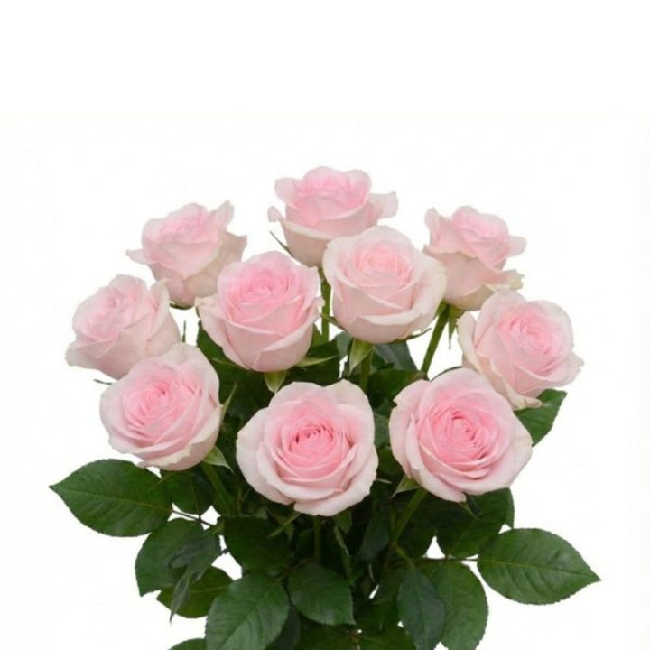 Bouquet of 10 Sweet Revival roses by SQ Flora Kenya, vibrant red roses with lush green leaves in a floral arrangement.