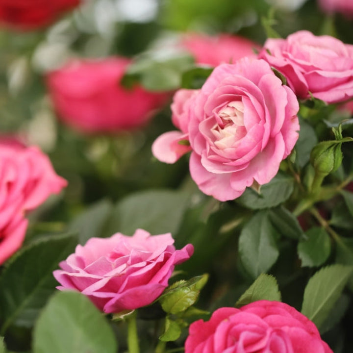 Bouquet of 10 Sweet Revival roses by SQ Flora Kenya, showcasing vibrant red and pink blooms with lush green leaves.