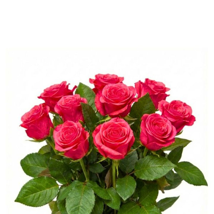 Bouquet of 10 Taccazi Oblica roses from SQ Flora Kenya, fresh flower stems with vibrant blooms and green foliage.