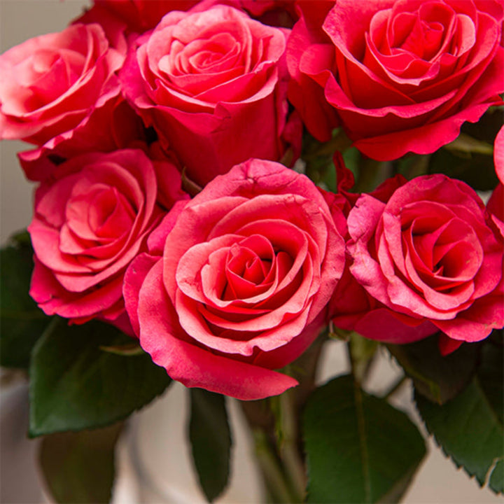 Bouquet of 10 Taccazi Oblica roses from SQ Flora Kenya, fresh flower stems arranged in a natural display.