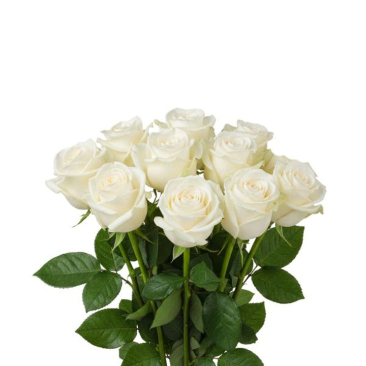 White roses from SQ Flora Kenya, 10 stems, fresh flower arrangement with elegant white blooms and green leaves.