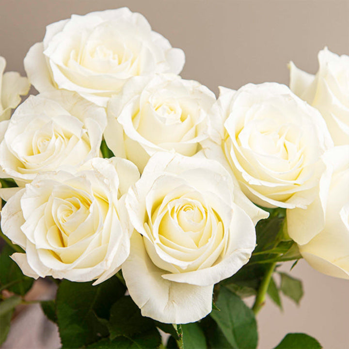White roses on 10 stems from SQ Flora Kenya, showcasing fresh, elegant flower blooms arranged naturally.