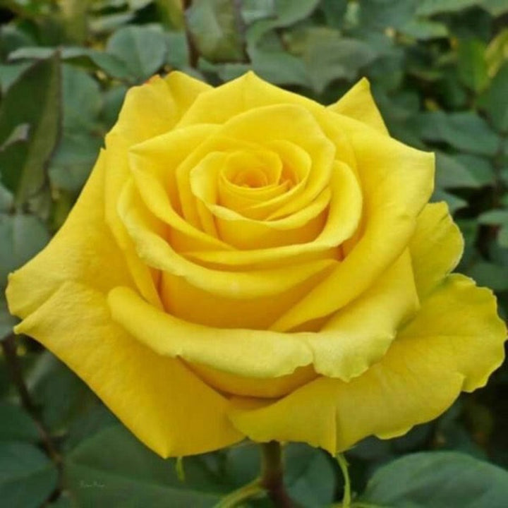 Bright yellow roses from SQ Flora Kenya with 10 stems, showcasing fresh, vibrant flowers ready for bouquet arrangements.