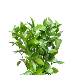 Ruscus, Filler, 10 Stems