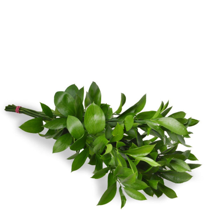 Bouquet of 10 Ruscus filler flower stems from SQ Flora Kenya, showcasing lush green foliage and slender stems.