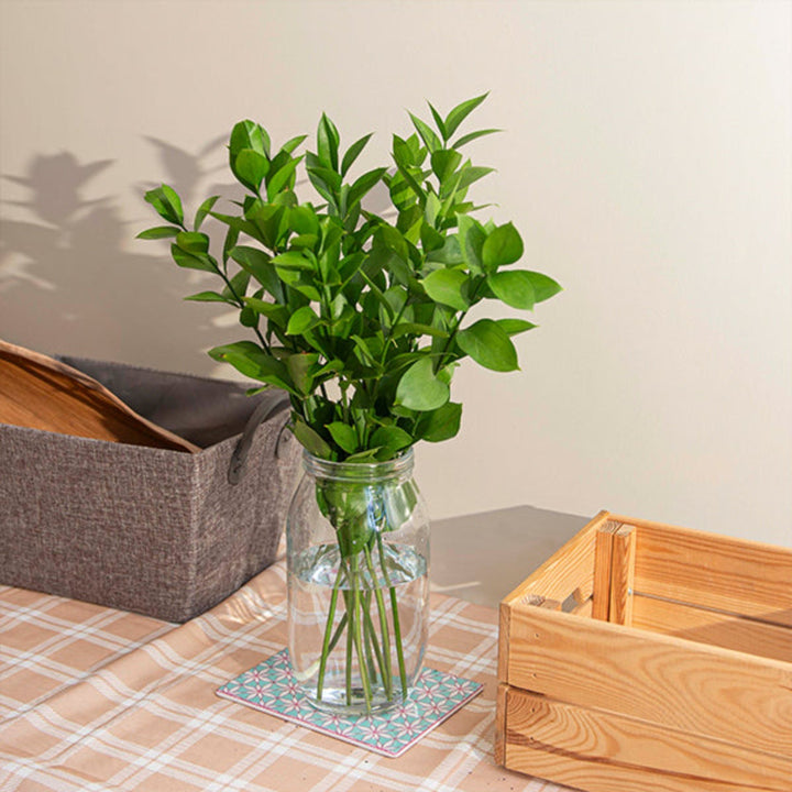 Fresh green Ruscus filler flowers from SQ Flora Kenya, 10 stems, ideal for floral arrangements and centerpieces.
