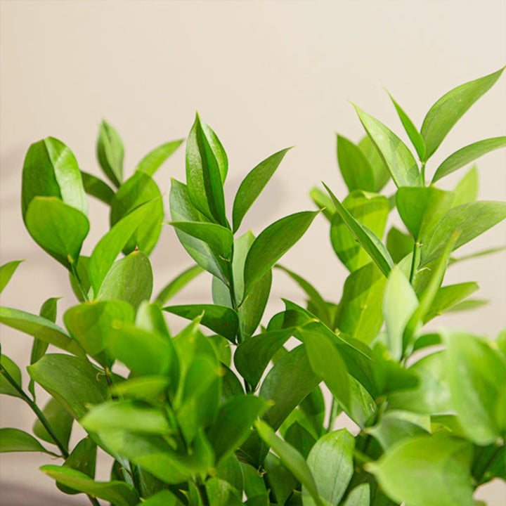 Bouquet of 10 Ruscus filler flower stems by SQ Flora Kenya, fresh green foliage for floral arrangements.