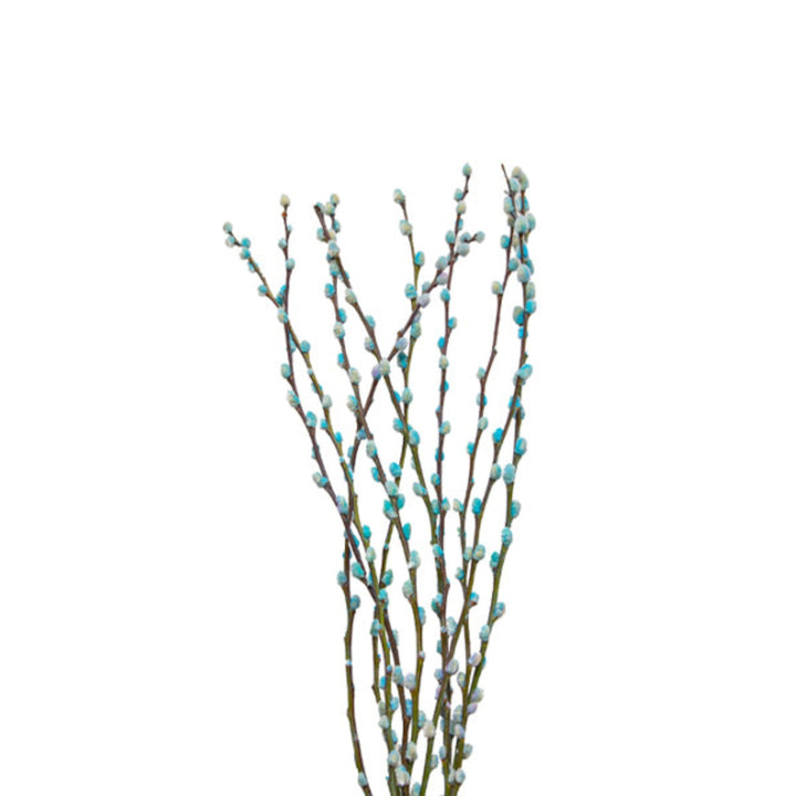 Salix, Bubblegum, 10 Stems - Sharbatly.Club