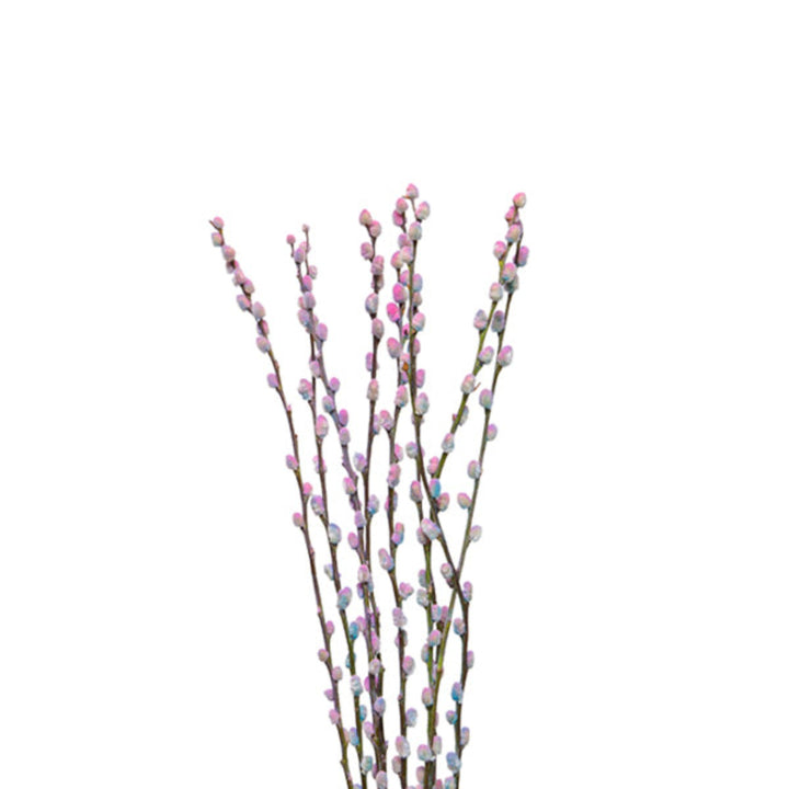 Pink and blue bubblegum Salix and pussy willow flower stems from Fresh Flower Holland, showing vibrant blooms and soft branches.