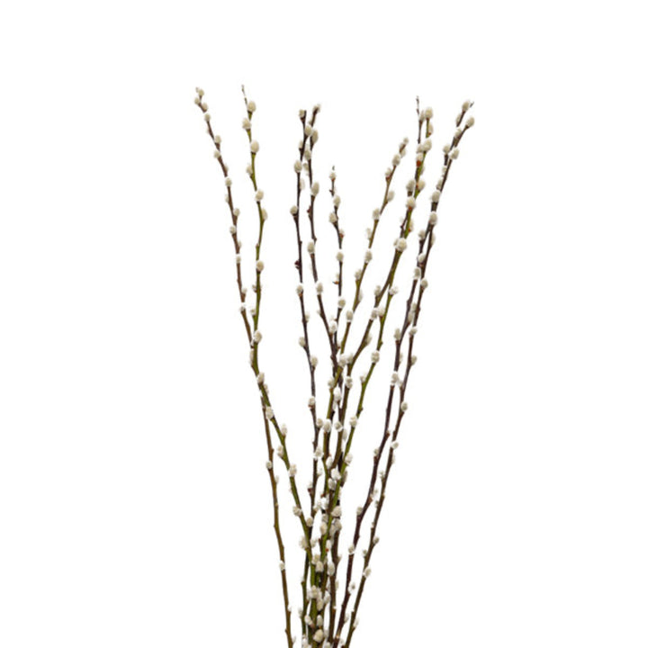 Fresh Flower Holland Salix Snow Flake flower stems with delicate white blooms, arranged in a natural bouquet.
