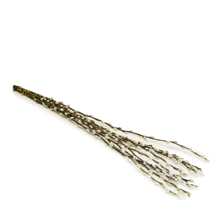 Fresh Flower Holland Salix Snow Flake flower stems, 10-pack, showcasing delicate, snowflake-like blossoms on slender branches.