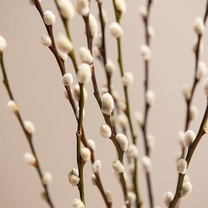 Fresh Snow Flake Salix flower stems from Fresh Flower Holland, showcasing delicate, white, snowflake-like blooms in a natural arrangement.