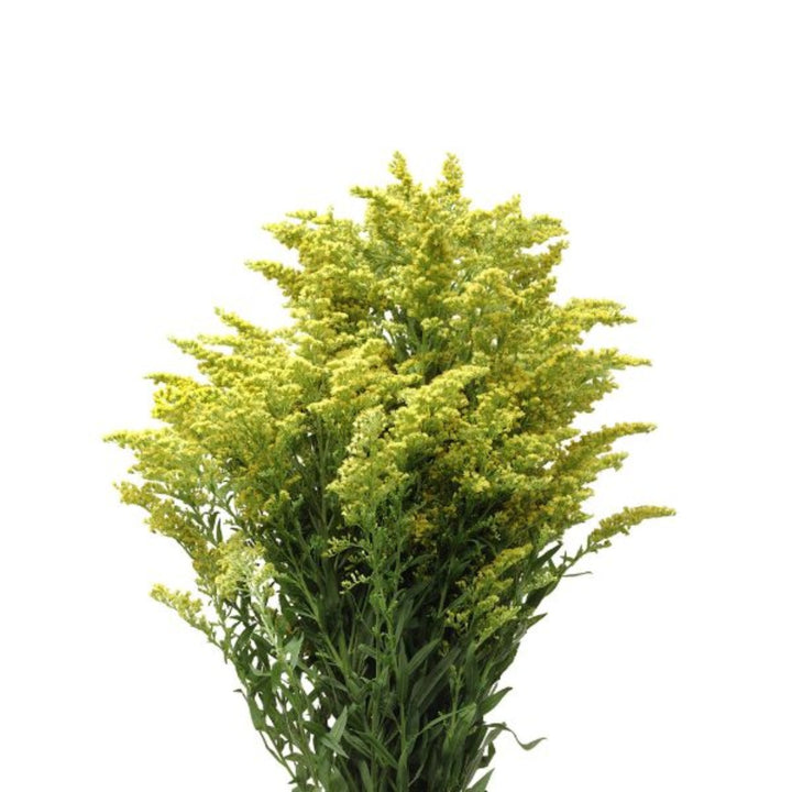 Yellow Solidago flowers from Black Tulip, 10 stems of bright, full bloom Knock Out flowers, fresh and vibrant for floral arrangements.