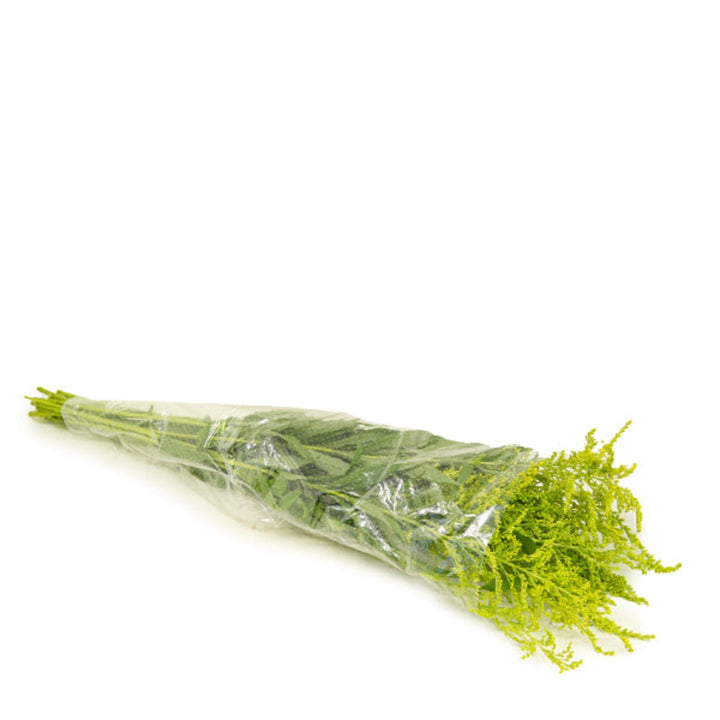 Yellow Solidago flower stems from Black Tulip, showcasing vibrant blooms on 10 sturdy stems for floral arrangements.