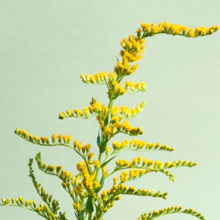 Bright yellow Solidago Knock Out flowers on 10 stems, fresh floral arrangement from Black Tulip.