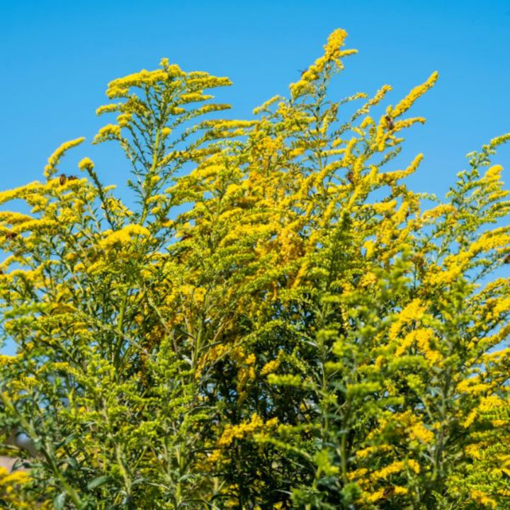 Bright yellow Solidago Knock Out flowers on 10 stems, arranged naturally for a vibrant floral display.
