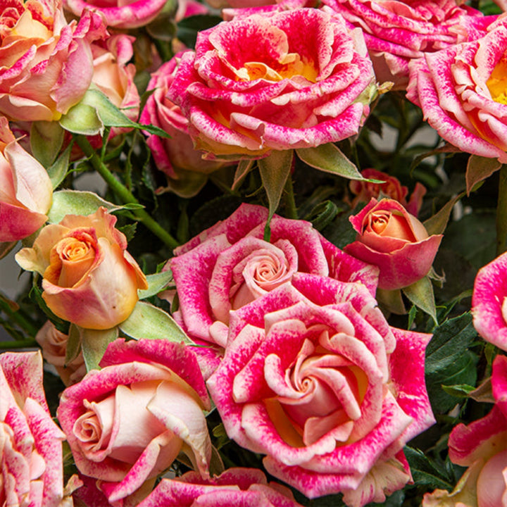 Bouquet of 10 Bala spray roses from Vegpro Kenya, vibrant garden flowers with lush stems and full blooms.
