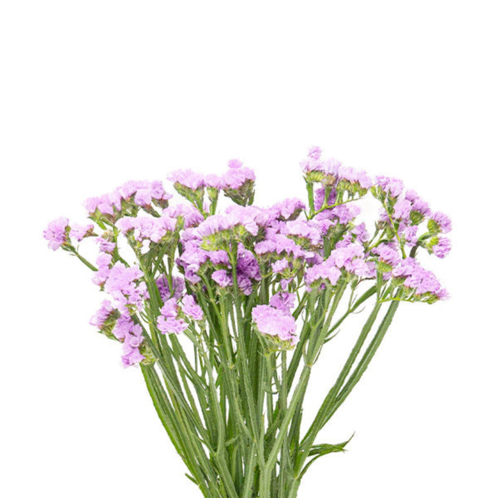 Fresh lavender statice flowers, 10 stems, vibrant purple blooms from Fresh Flowers Kenya arranged naturally.