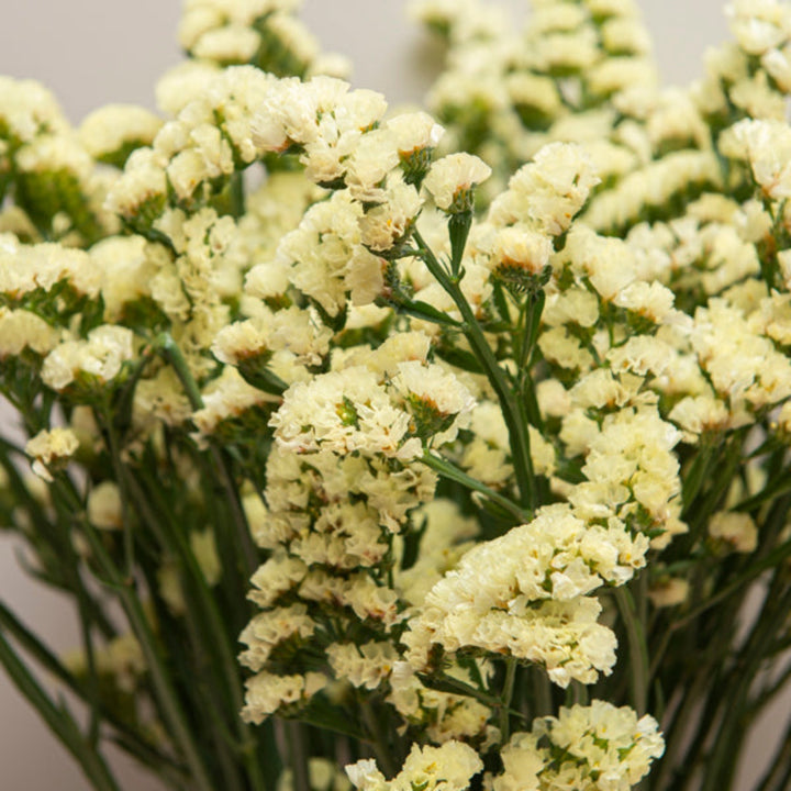 Cream glossy statice flowers with 10 stems from SQ Flora Kenya, showcasing vibrant, fresh blooms in a natural arrangement.
