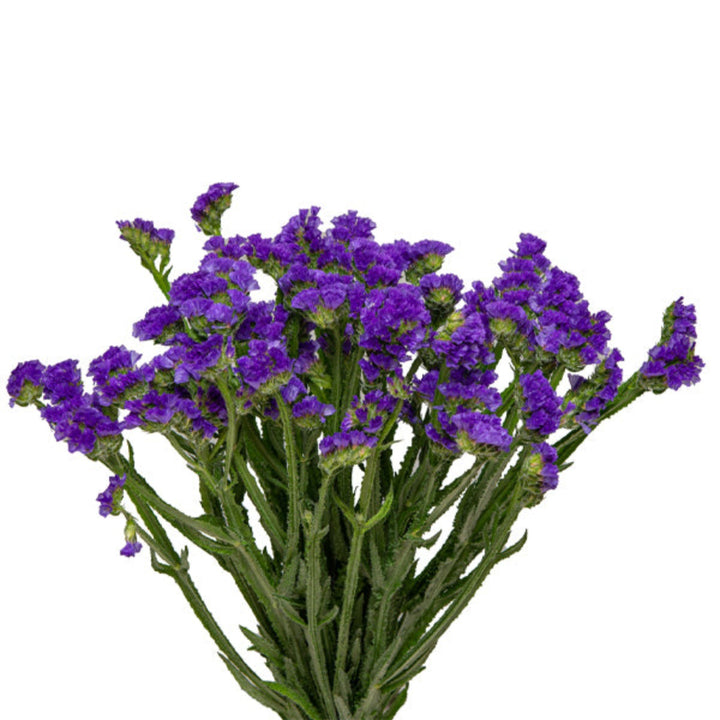 Blue statice flowers from SQ Flora Kenya, 10 stems, with vibrant, delicate blossoms arranged in a natural bouquet.