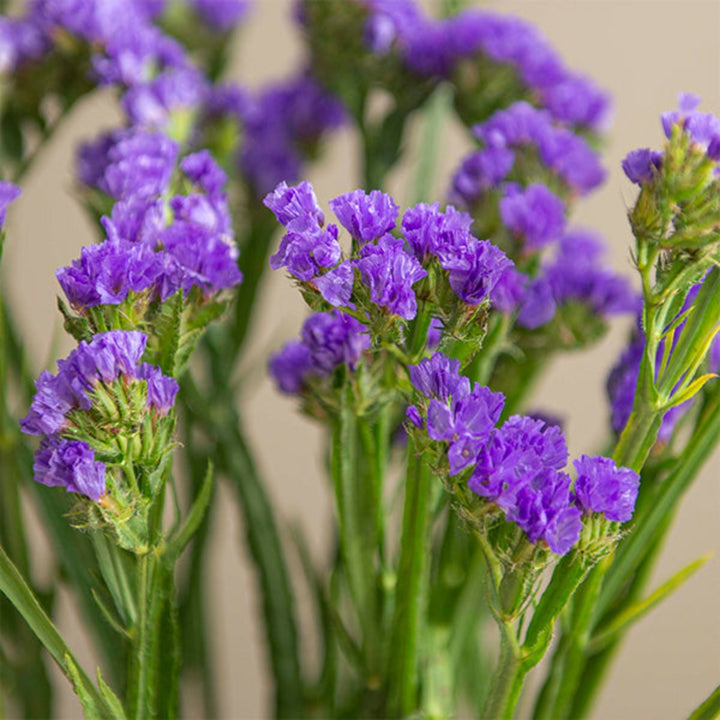 Blue statice flowers from SQ Flora Kenya, 10 stems arranged in a bouquet, showcasing vibrant blooms and green foliage.