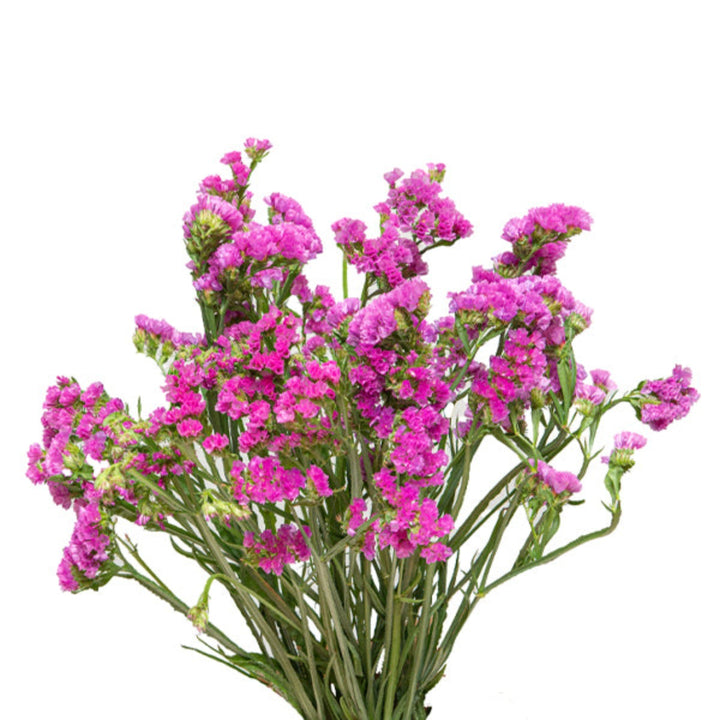 Pink statice flowers from SQ Flora Kenya, showing 10 stems of vibrant, delicate purple flowers for floral arrangements.