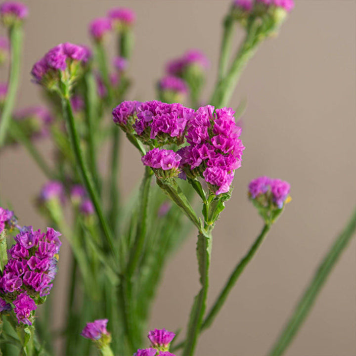Pink statice flowers in a bouquet, 10 stems from SQ Flora Kenya, showcasing vibrant, delicate purple blooms.