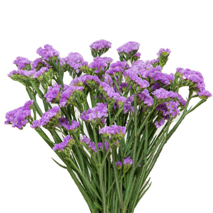 Purple statice flowers from SQ Flora Kenya, showing 10 vibrant flower stems with delicate purple blooms.