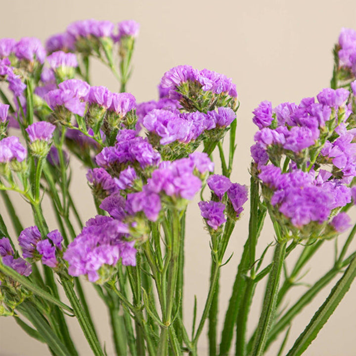 Purple statice flowers on 10 stems from SQ Flora Kenya, showing vibrant blooms and green foliage.