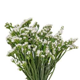 Statices, White, 10 Stems