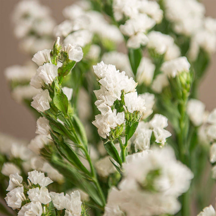 White Statice flowers on 10 stems, arranged as a bouquet, by SQ Flora Kenya