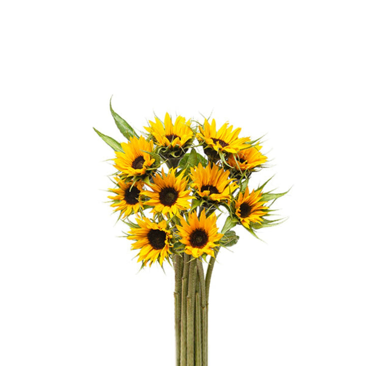Fresh yellow sunflower bouquet with 10 stems, baby-sized blooms, arranged by Black Tulip for vibrant floral decor.