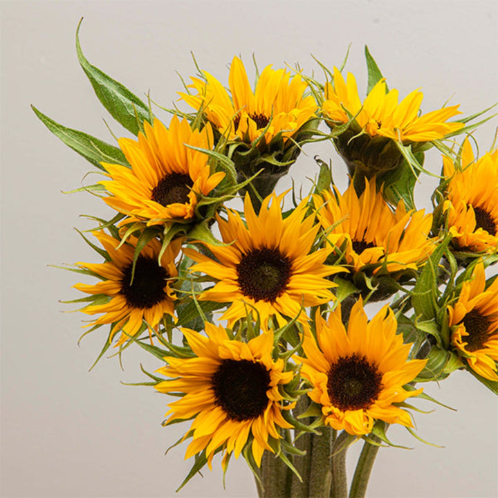 Bright yellow sunflower bouquet with 10 stems arranged in a clear glass vase, featuring fresh blooms from Black Tulip.