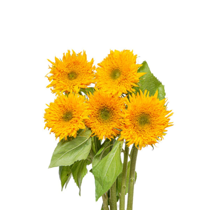 Fresh Flower Holland Sunflowers Gemini Summer, 5 stems, vibrant yellow flowers with green leaves arranged in a bouquet.
