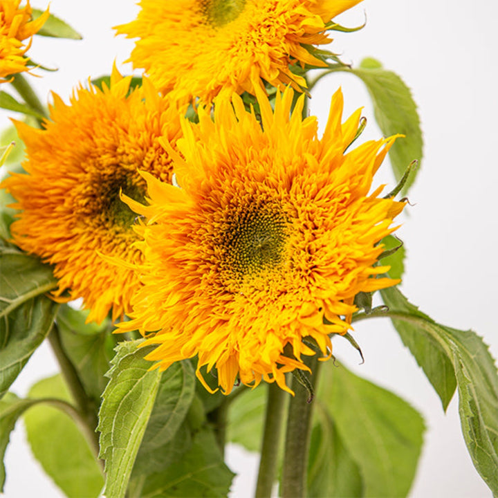 Fresh Flower Holland Gemini Summer sunflowers with five stems, vibrant yellow blooms in a natural floral arrangement.